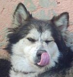 silverlengua.JPG