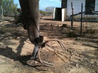 caceria23112009 049eddy1.JPG