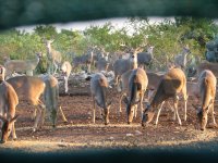 venados.JPG