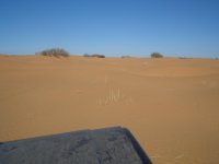 pincate 31 enero &.jpg