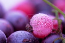 10476345-vista-macro-de-berries-congelados-grosella-negra-grosella-arandano.jpg