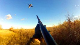 Pheasant-Hunting-Montana.jpg