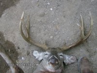 venado 014.jpg