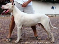 bravura del ayar 2009-03-03 22_31_56_828.jpg