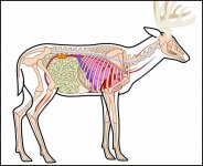 deer-anatomy.jpg
