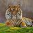 El Tigre....Eduardo